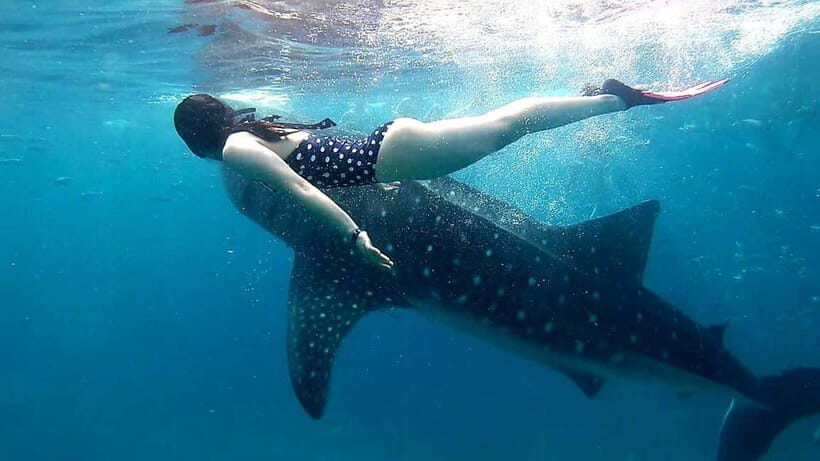 Cebu: Oslob Whale Sharks, Tumalog Falls & Sardine Snorkeling - Should you book the Cebu whale sharks, Tumalog Falls, and sardine snorkeling tour?