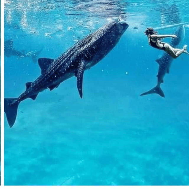 Cebu: Oslob Whaleshark Experience Shared Tour - Key Things That Make This Oslob Tour Worth Considering