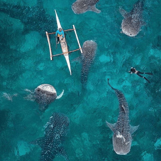 Cebu: Oslob Whaleshark Experience Shared Tour - Whale Sharks in Oslob: What Your Time on the Water Actually Feels Like