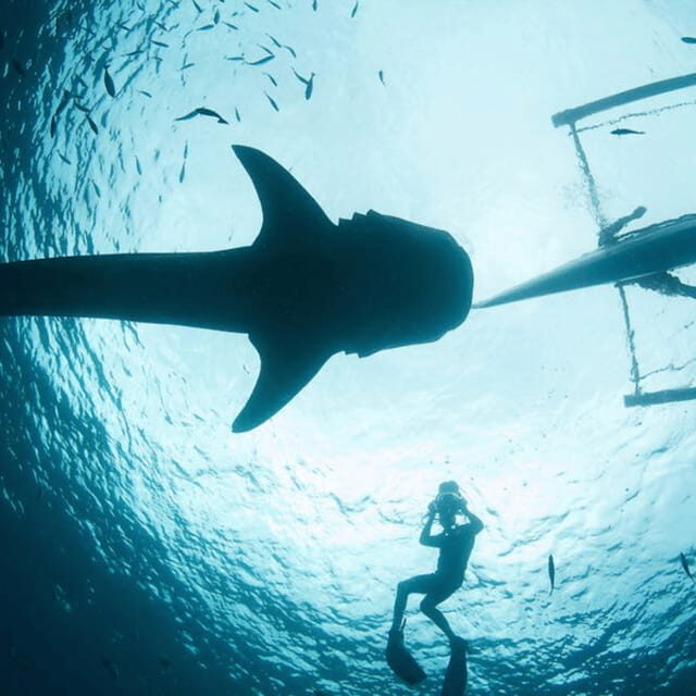 Cebu: Oslob Whaleshark Experience Shared Tour - The Full Itinerary, Stop by Stop: How the 14 Hours Unfold