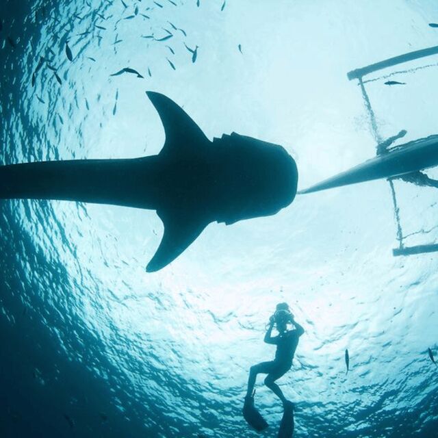 Cebu: Oslob Whaleshark Experience Shared Tour - What You Must Bring (and the Rules That Shape Your Day)