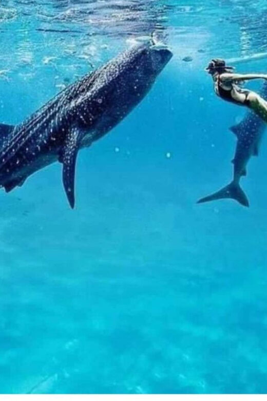 Cebu: Oslob Whaleshark Experience Shared Tour - Is Oslob Worth It, Knowing the Feeding Debate?