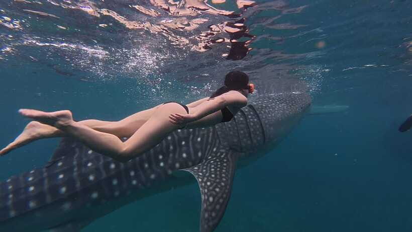 Cebu Oslob Whaleshark, Moalboal Sardines Run&Inambakan Falls - Key things I’d plan around