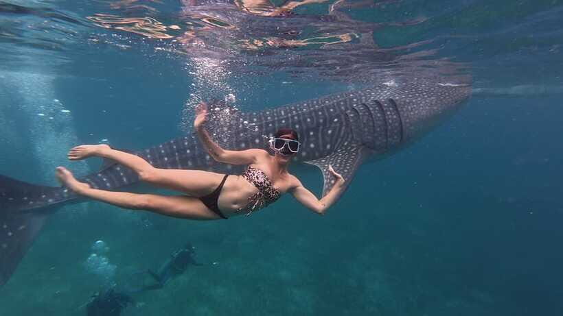 Cebu Oslob Whaleshark, Moalboal Sardines Run&Inambakan Falls - Should you book it?