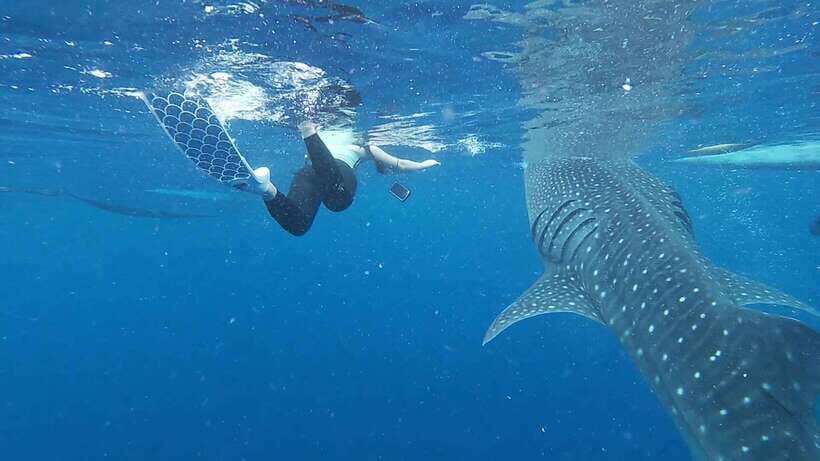 Cebu: Oslob Whaleshark & Sardines Run Snorkeling Day Tour - Should You Book the Cebu Oslob Whaleshark & Sardines Run Tour?
