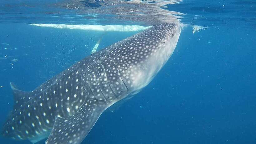 Cebu: Oslob Whaleshark & Sardines Run Snorkeling Day Tour - How the Whale Sharks and Sardines Fit Together in One 8 Hours