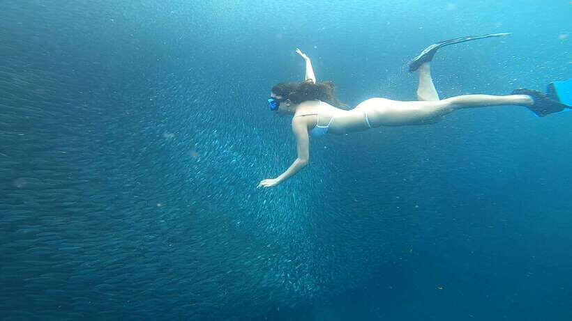 Cebu: Oslob Whaleshark & Sardines Run Snorkeling Day Tour - Turtle Snorkeling: Green and Hawksbill Encounters, Guided Responsibly