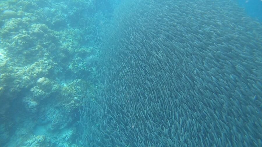 Cebu: Oslob Whaleshark & Sardines Run Snorkeling Day Tour - Timing, Pickup, and Getting There Without Stress