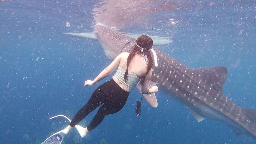 Cebu: Oslob Whaleshark & Sardines Run Snorkeling Day Tour - What’s Included (and What Costs Extra): Real Value Math