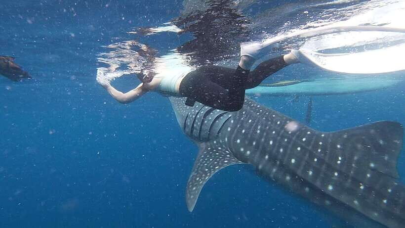 Cebu: Oslob Whaleshark & Sardines Run Snorkeling Day Tour - Gear and Photo Tips: Getting Underwater Without Guesswork