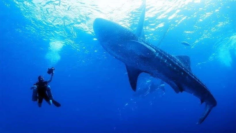 Cebu: Oslob Whaleshark Scuba Diving & Sumilon Sanctuary - Key Points at a Glance