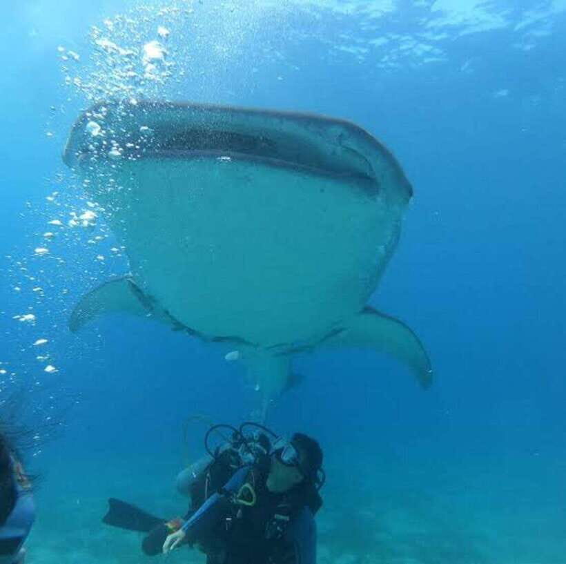 Cebu: Oslob Whaleshark Scuba Diving & Sumilon Sanctuary - FAQ