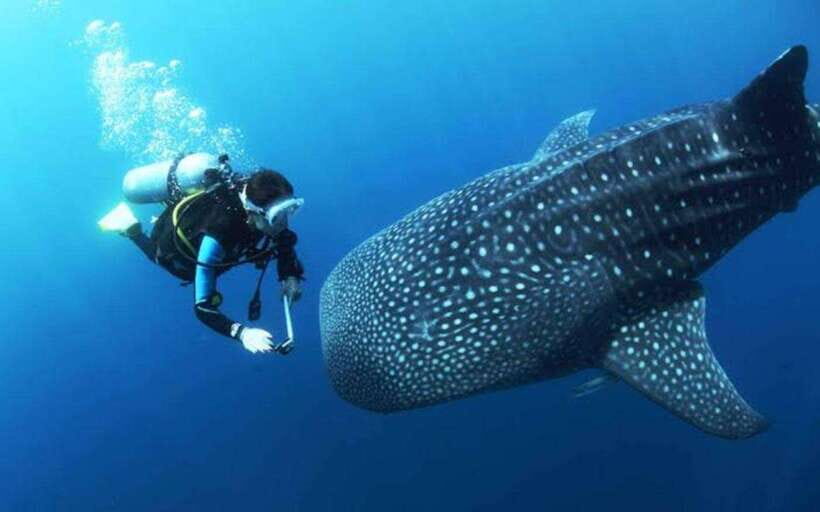 Cebu: Oslob Whaleshark Scuba Diving & Sumilon Sanctuary - Whale Sharks of Oslob: The Main Event, Up Close