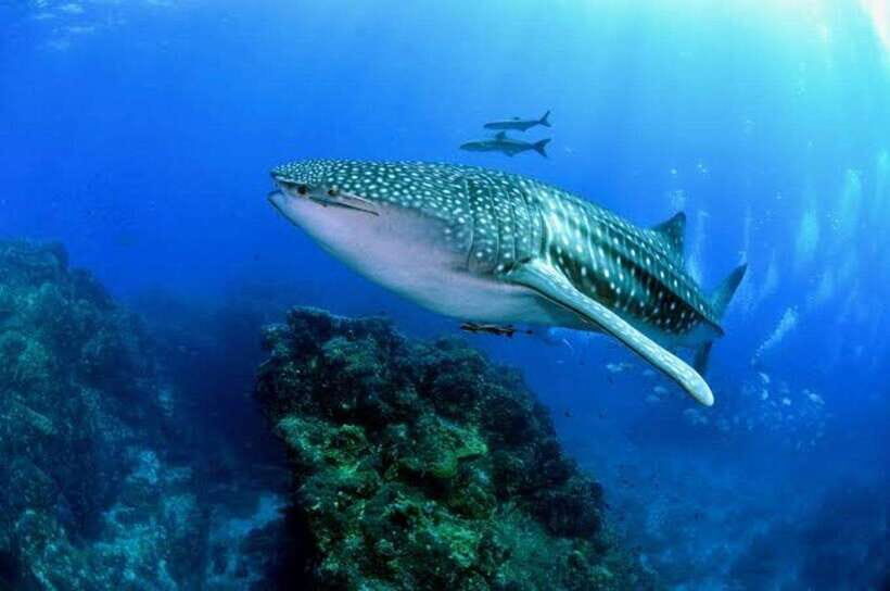 Cebu: Oslob Whaleshark Scuba Diving & Sumilon Sanctuary - How the 8 Hours Flow: Pickup, Boats, and Timing That Matters