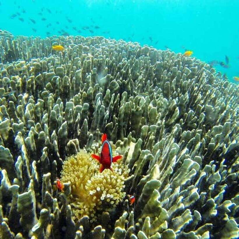 Cebu: Oslob Whaleshark Scuba Diving & Sumilon Sanctuary - Price Check: Does $251 Make Sense for This Combo Day?