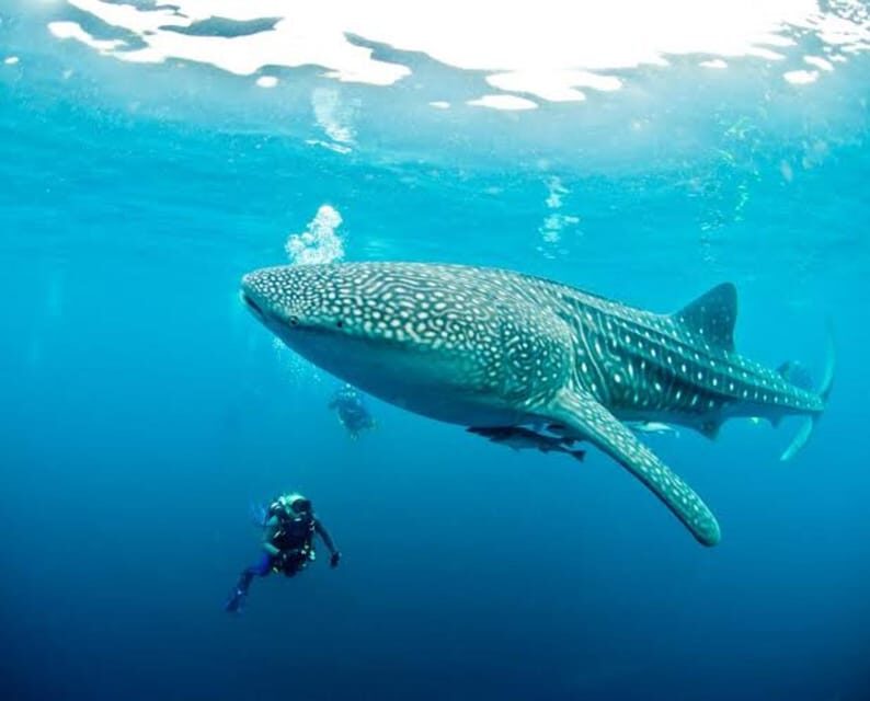 Cebu: Oslob Whaleshark Scuba Diving & Sumilon Sanctuary - Who This Tour Fits Best (and Who Should Skip)