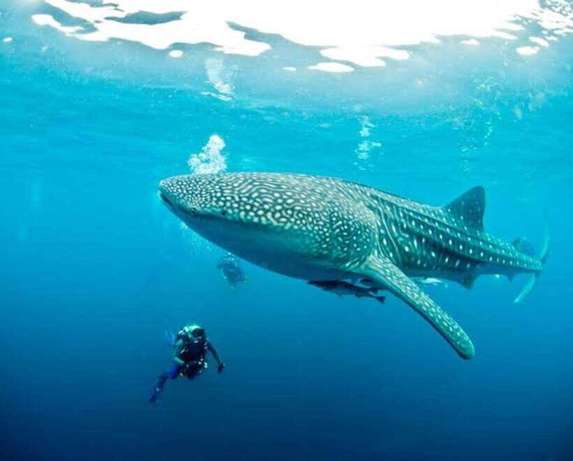 Cebu: Oslob Whaleshark Scuba Diving & Sumilon Sanctuary - Should You Book This Oslob + Sumilon Scuba Day?