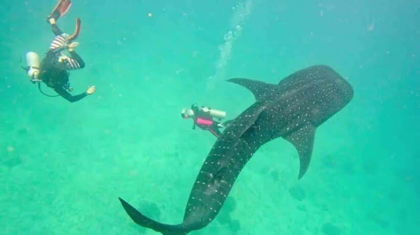 Cebu: Oslob Whaleshark Scuba Diving & Sumilon Sanctuary - Sumilon Sanctuary: Coral Gardens and Fish You’ll Actually Recognize