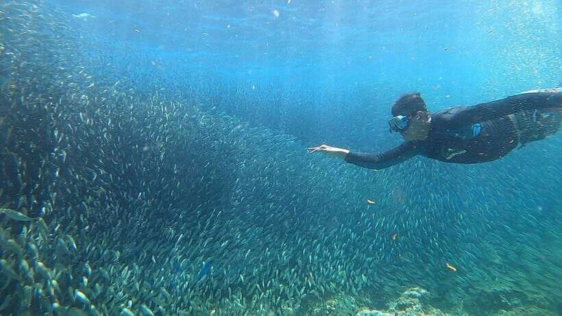 Cebu: Osmeña Peak hike and Sardines Run Snorkel adventure - Sardines Run snorkeling: a show right off shore