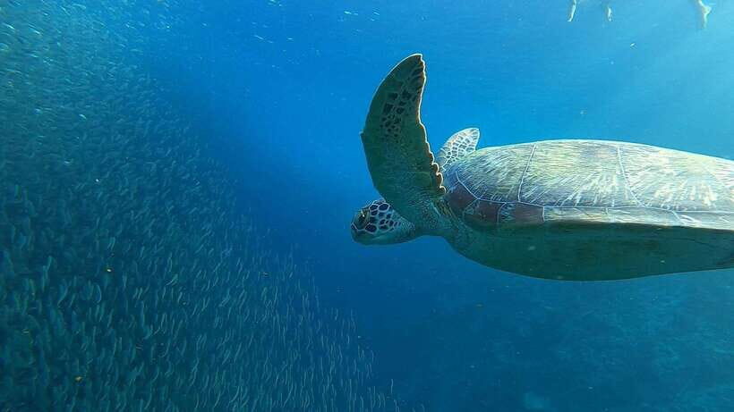 Cebu: Osmeña Peak hike and Sardines Run Snorkel adventure - The full flow of your 8-hour day