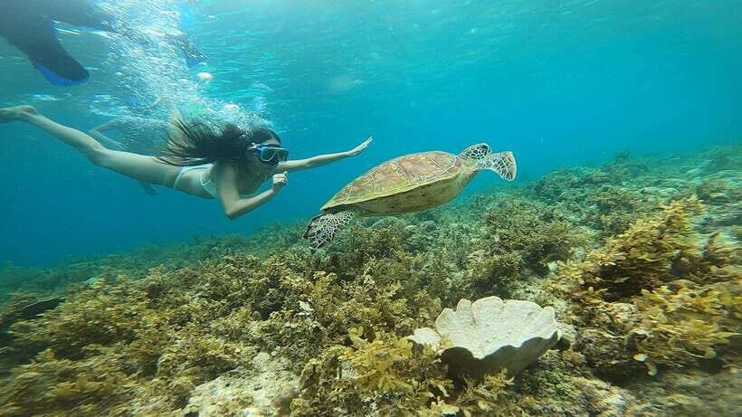 Cebu: Osmeña Peak hike and Sardines Run Snorkel adventure - Who this tour fits best (and who should skip it)