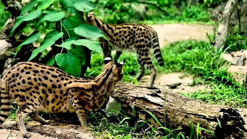 Cebu Safari & Adventure Park: Wildlife Tour with Transfers - Key things to know before you go
