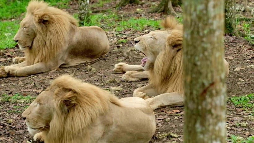 Cebu Safari & Adventure Park: Wildlife Tour with Transfers - My booking verdict: should you go?