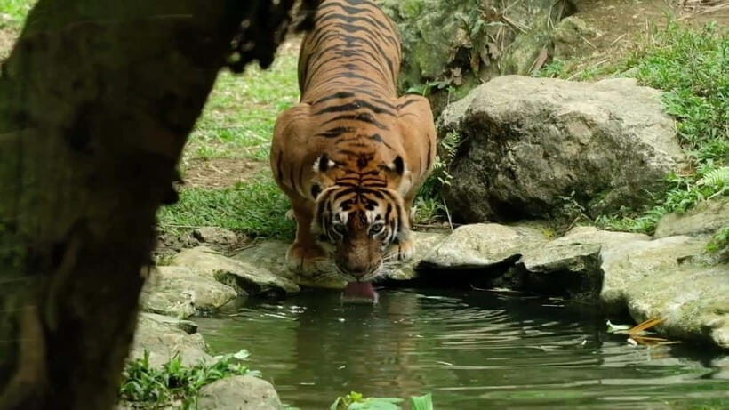 Cebu Safari & Adventure Park: Wildlife Tour with Transfers - Cebu Safari & Adventure Park in Carmen: what you’re really buying