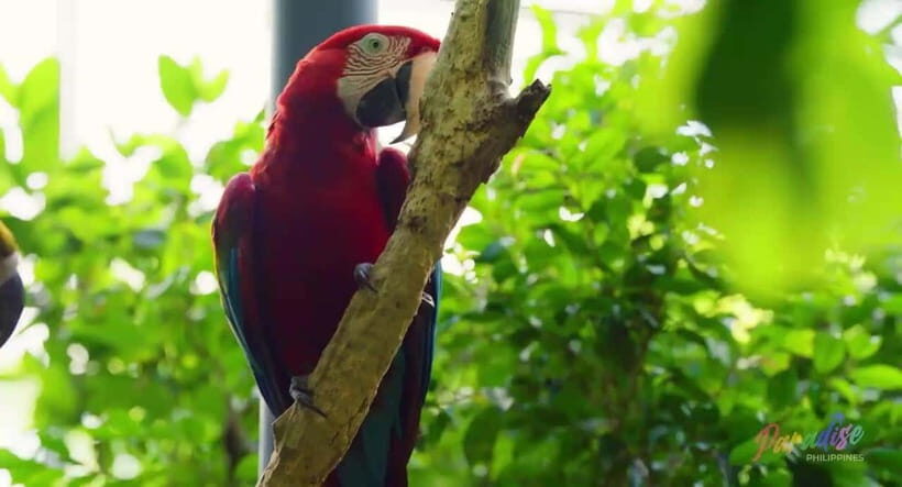 Cebu Safari & Adventure Park: Wildlife Tour with Transfers - Entering the safari: open spaces, themed zones, and the guided flow