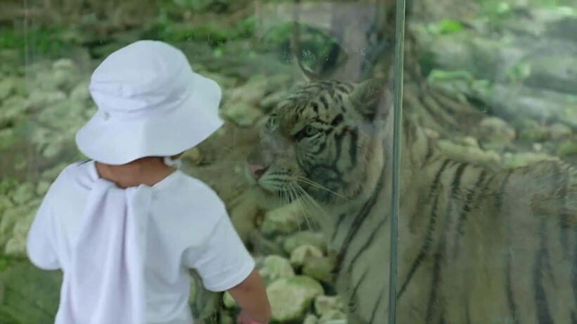Cebu Safari & Adventure Park: Wildlife Tour with Transfers - Close encounters with elephants, lemurs, and a Bengal tiger