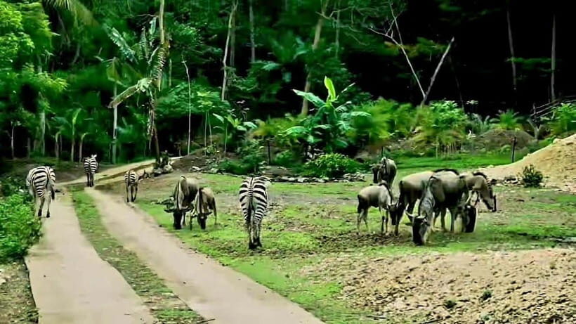 Cebu Safari & Adventure Park: Wildlife Tour with Transfers - Live shows, conservation education, and the calmer garden time