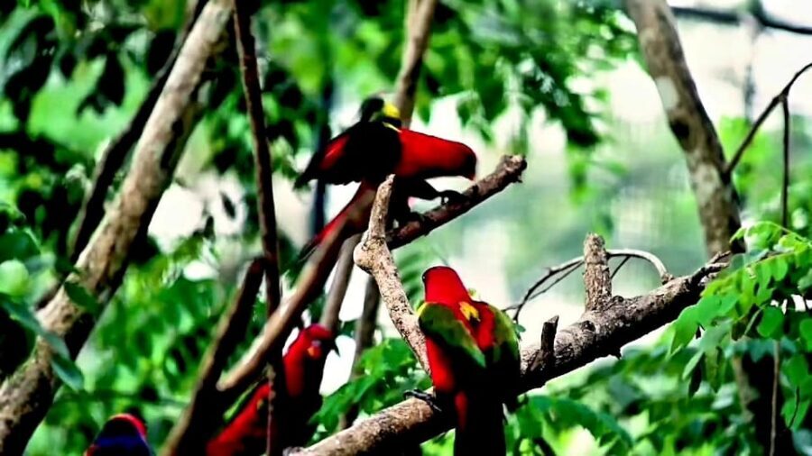 Cebu Safari & Adventure Park: Wildlife Tour with Transfers - Food, comfort, and the real-life logistics (the stuff that affects your day)