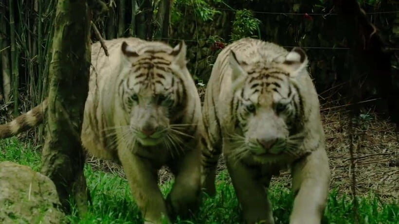 Cebu Safari & Adventure Park: Wildlife Tour with Transfers - Price and value: is $103 per person worth it?