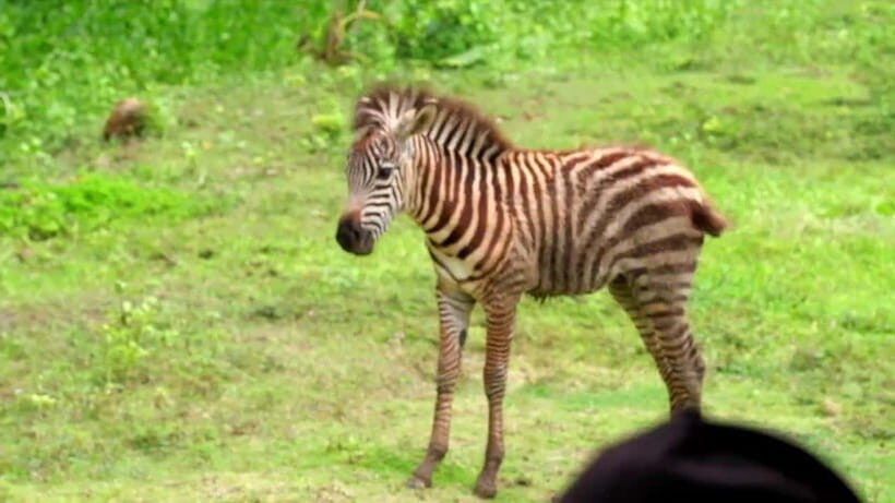 Cebu Safari & Adventure Park: Wildlife Tour with Transfers - Who this Cebu safari trip fits best (and who should skip it)