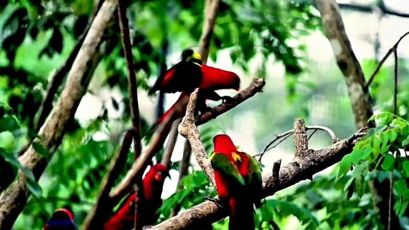 Cebu Safari & Adventure Park: Wildlife Tour with Transfers - Getting from Cebu City (and nearby) to the park with transfers