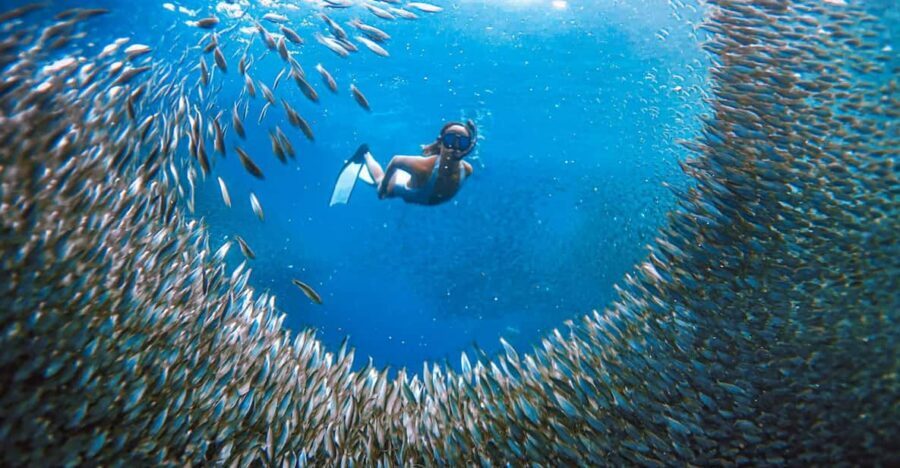 Cebu: Sardine Run Snorkeling, Mantayupan Falls & ATV Thrills - Barili ATV rides: dirt trails, scenery, and real adrenaline