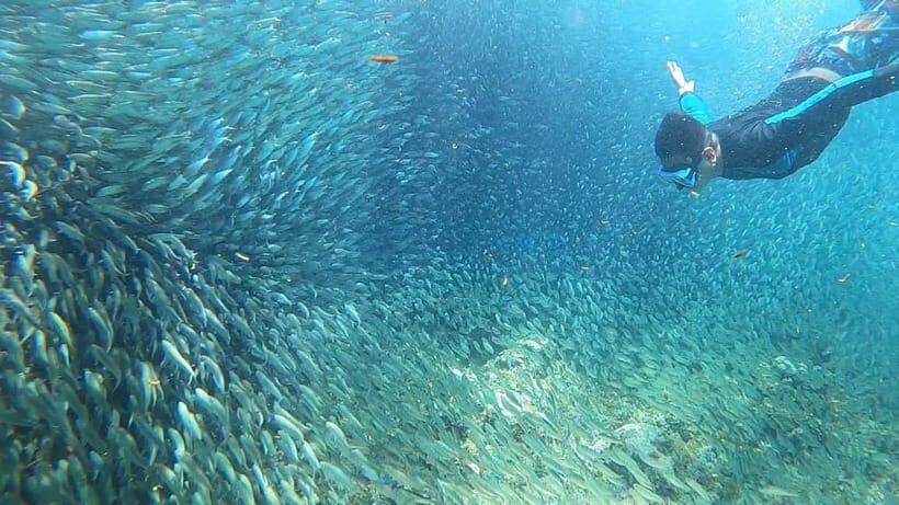 Cebu: Sardine Run Snorkeling, Mantayupan Falls & ATV Thrills - Best fit: who will love this tour and who should think twice