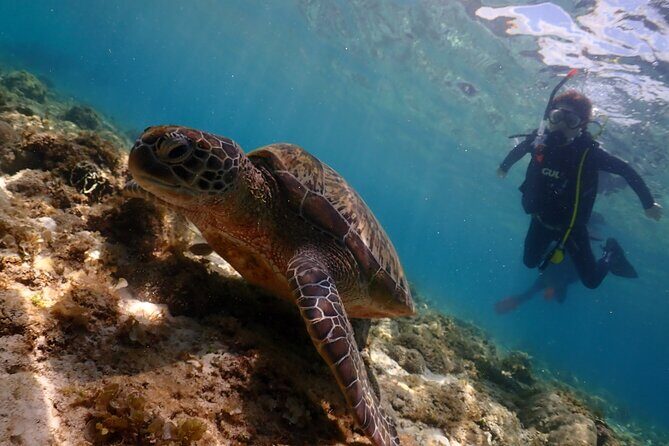 Cebu: Scuba Diving Experience beach entry in Mactan - Beach entry in Mactan: why this setup feels easy