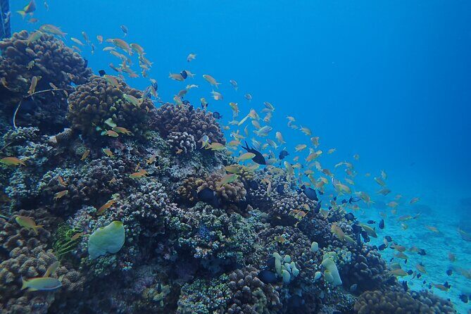 Cebu: Scuba Diving Experience beach entry in Mactan - Underwater time: what you might see (and how the instructor helps you find it)