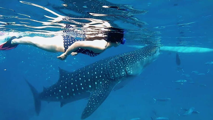 Cebu Shared Tour: Whaleshark Swimming & Kawasan Canyoneering - One Day, Two Different Kinds of Adrenaline