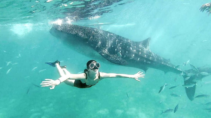 Cebu Shared Tour: Whaleshark Swimming & Kawasan Canyoneering - Hotel Pickup and the Van Game Plan (Don’t Miss This)