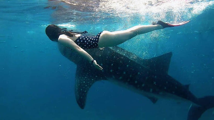 Cebu Shared Tour: Whaleshark Swimming & Kawasan Canyoneering - The Travel Between Oslob and Badian Is Part of the Day