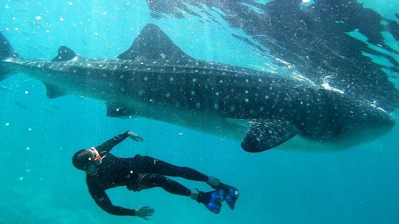 Cebu Shared Tour: Whaleshark Swimming & Kawasan Canyoneering - Lunch and Local Snacks: Fuel Between Big Moments