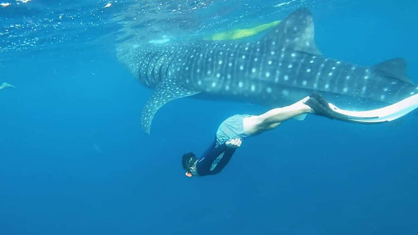 Cebu Shared Tour: Whaleshark Swimming & Kawasan Canyoneering - What’s Actually Included (And What You Should Add)