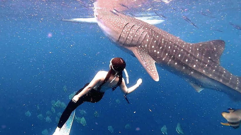 Cebu Shared Tour: Whaleshark Swimming & Kawasan Canyoneering - Oslob Whale Shark Watching: Boat Ride, Safety Brief, Snorkel Time