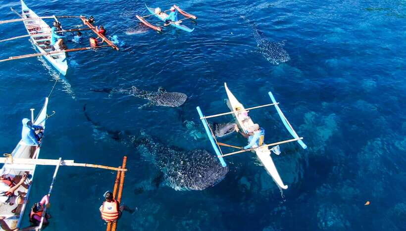 Cebu: Sumilon Sand Bar, Whale Sharks & Sardines Snorkeling - Sumilon Island Sand Bar: Shifting White Sand and a Photo Reality Check