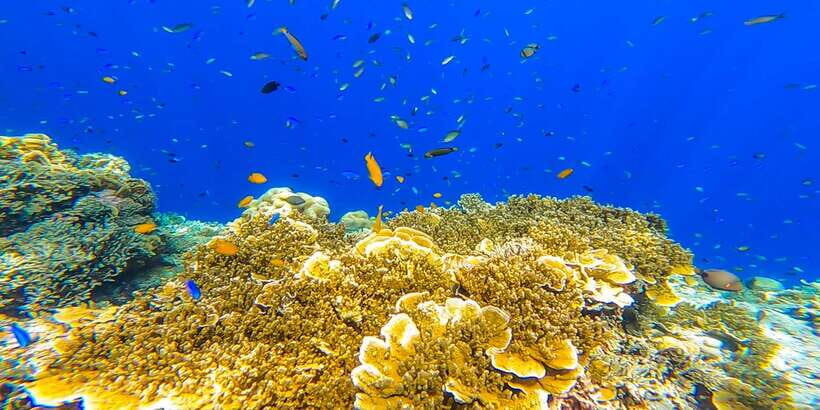 Cebu: Sumilon Sand Bar, Whale Sharks & Sardines Snorkeling - Moalboal Sardine Run Snorkeling: When the Water Turns Into a Show