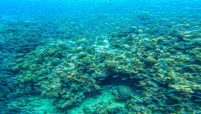 Cebu: Sumilon Sand Bar, Whale Sharks & Sardines Snorkeling - Private Tour Logistics: Transfers Are Private, Boats May Not Be