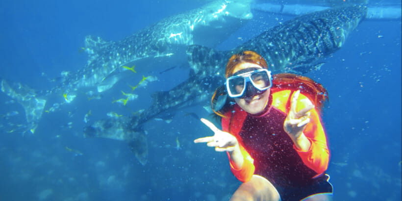 Cebu: Sumilon Sand Bar, Whale Sharks & Sardines Snorkeling - Price and What You’re Really Paying For at $126