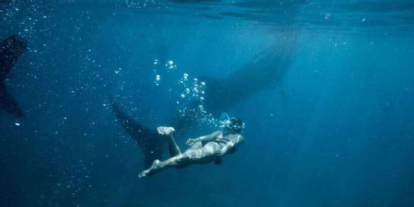 Cebu: Sumilon Sand Bar, Whale Sharks & Sardines Snorkeling - Wildlife Encounters and Crowd Reality: How to Get More Out of It